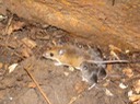 Mouse with young ATCH