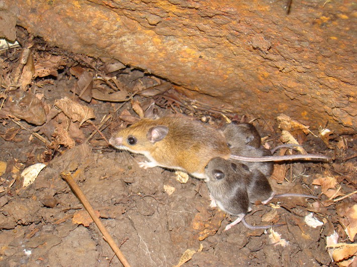 Mouse with young ATCH