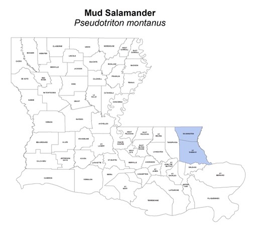 Mud_Salamander