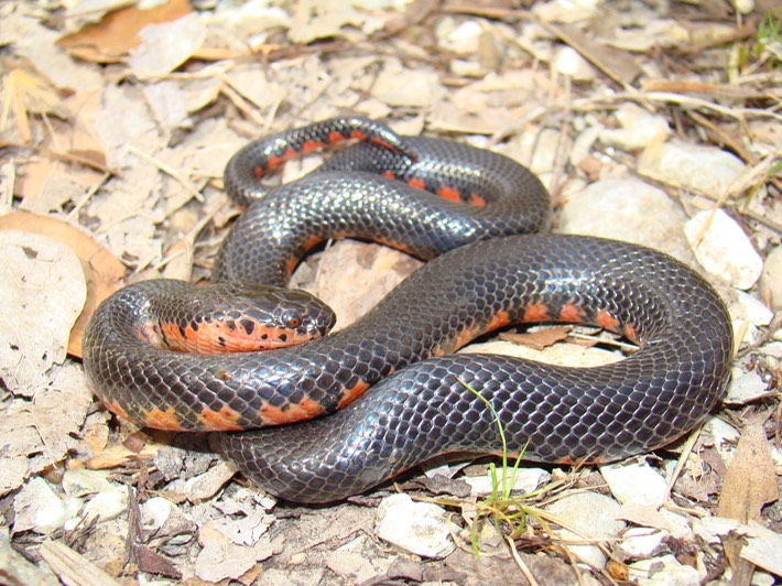 Mudsnake 2.JPG