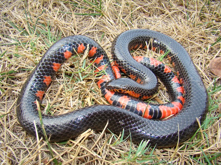 Mudsnake Mississippi County 1.jpg
