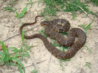 N. erythrogaster (2)