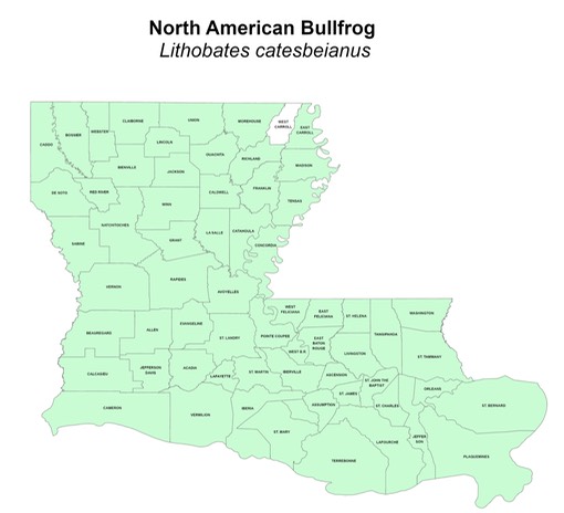 North American Bullfrog