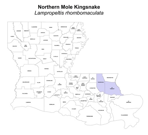Northern Mole Kingsnake
