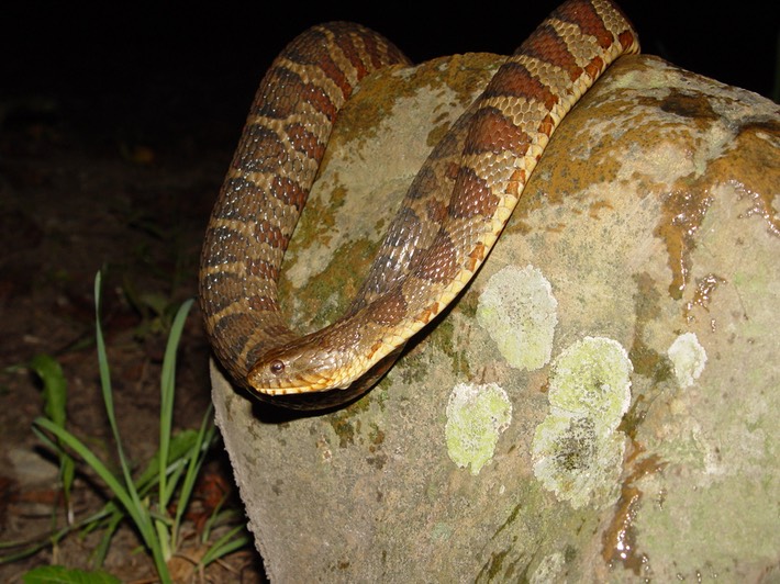 Northern Watersnake Cherokee NF Polk County 2.JPG