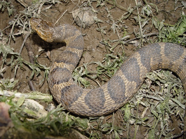 Northern Watersnake Old Stone Fort Arch. Park 1.jpg