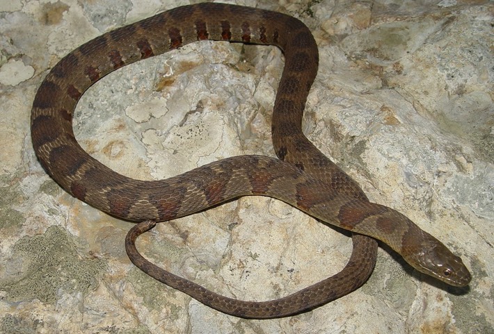 Northern Watersnake Old Stone Fort Arch. Park 2.jpg
