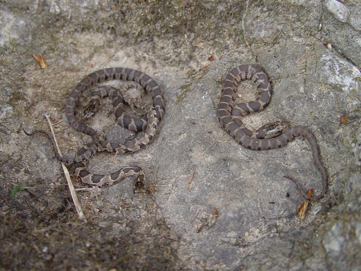 Northern Watersnake Old Stone Fort Arch. Park 3.jpg