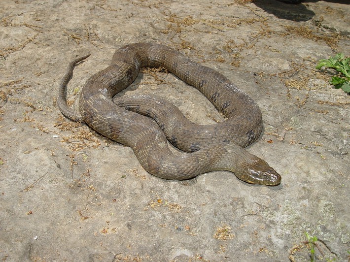 Northern Watersnake SRNB 1.jpg