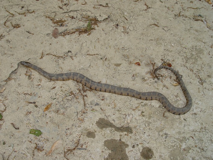 Northern Watersnake SRNB 3.jpg