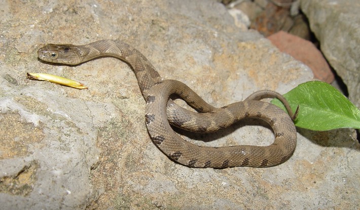 Northern Watersnake SRNB 4.jpg