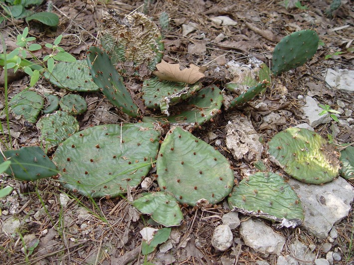 Opuntia humifusa (Eastern Prickly Pear) 2