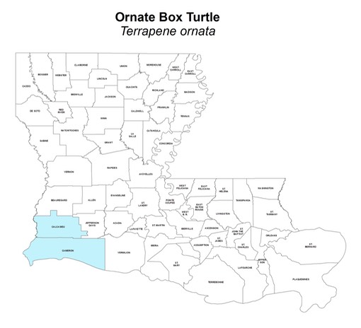 Ornate_Box_Turtle