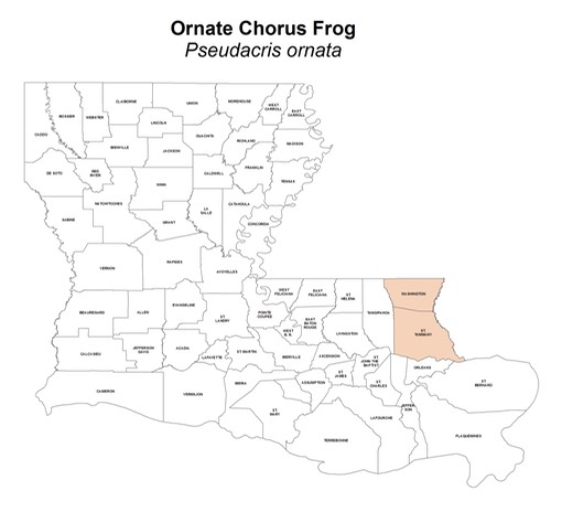 Ornate_Chorus_Frog