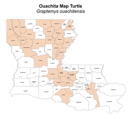 Ouachita Map Turtle