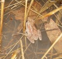 P. crucifer 3 (2) AFB