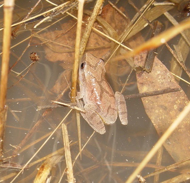 P. crucifer 3 (2) AFB