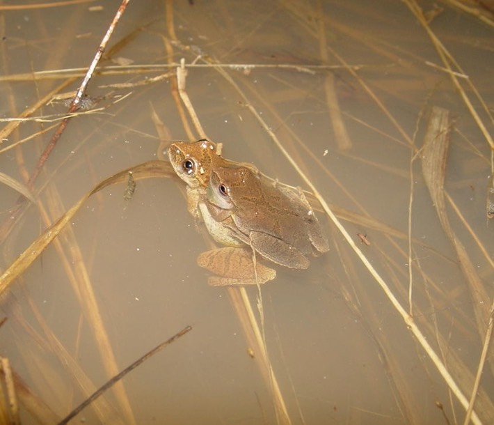 P. crucifer amplexus  (2) AFB