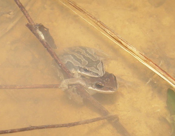 P. feriarum amplexus 1 (2) AFB