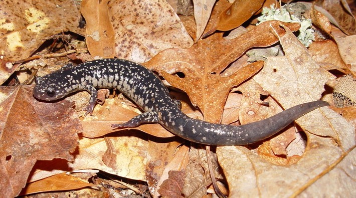 P. glutinosus 6 Coffee Co