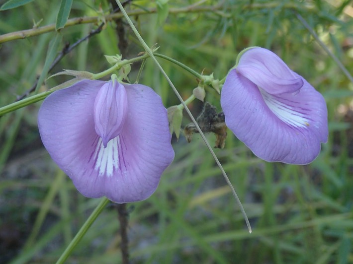 P9130158 Bogue Chitto NWR
