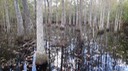 PA230265 Bogue Chitto NWR