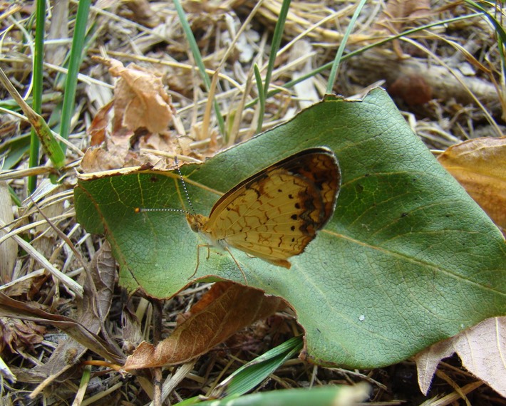 Pearl Crescent - Phyciodes tharos (3)