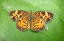 Pearl Crescent (Phyciodes tharos) (1)