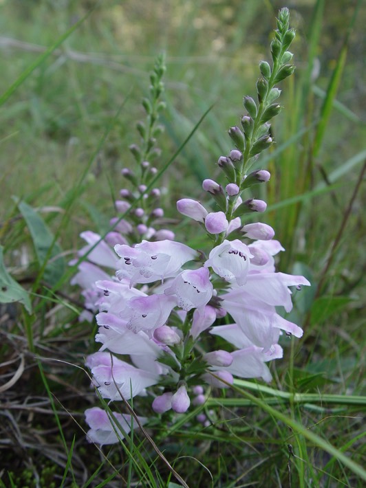 Physostegia virginiana (Obedient Plant, False Dragonhead) 3