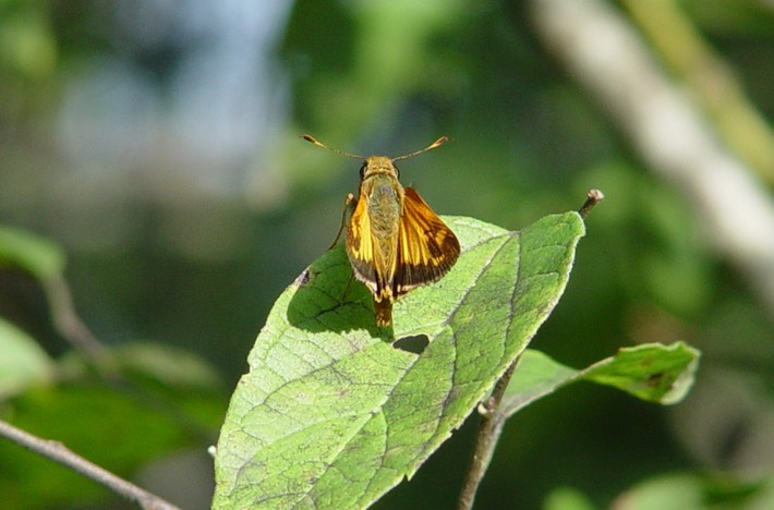 Picture 087 Flat Rock