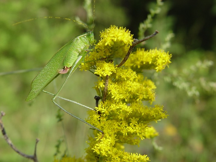 Picture 171 Flat Rock