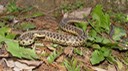 Common Gartersnake 1.jpg