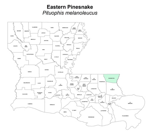 Pituophis melanoleucus