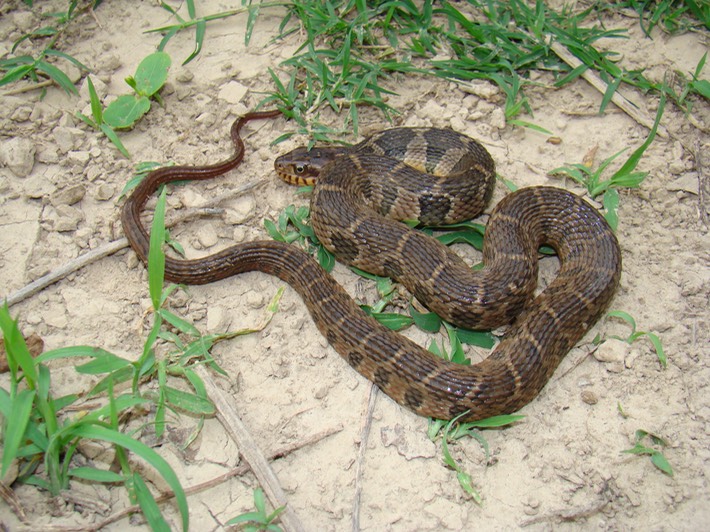 Plain-bellied Watersnake 1.jpg