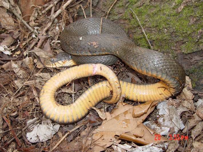 Plain-bellied Watersnake 1.jpg