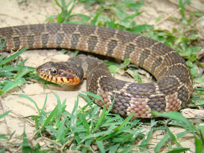 Plain-bellied Watersnake 2.jpg