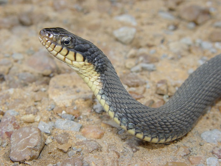 Plain-bellied Watersnake | Brad Glorioso’s Personal Website Amphibians