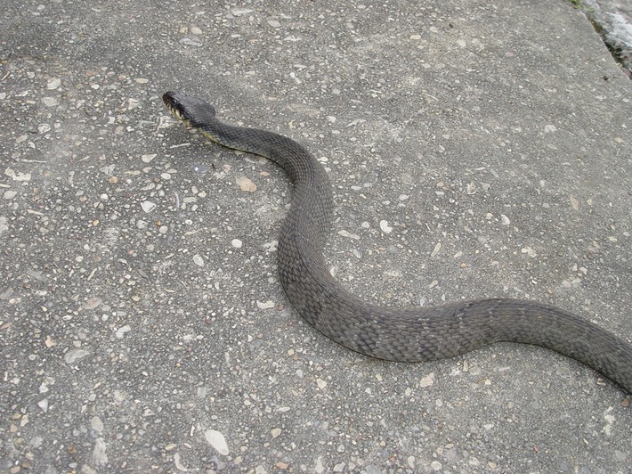 Plain-bellied Watersnake St. Bernard Parish.jpg
