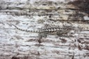 Prairie Lizard Hinds County, MS