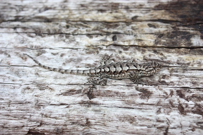 Prairie Lizard Hinds County, MS