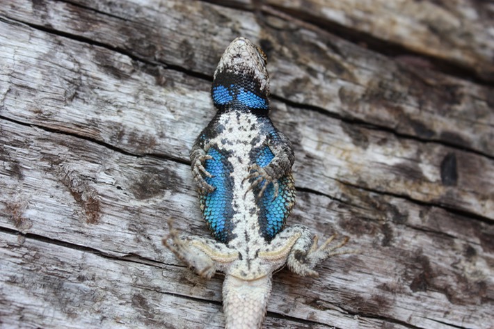 Prairie Lizard Male Venter Hinds County, MS