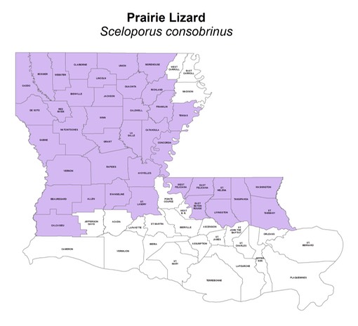 Prairie_Lizard