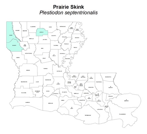 Prairie Skink