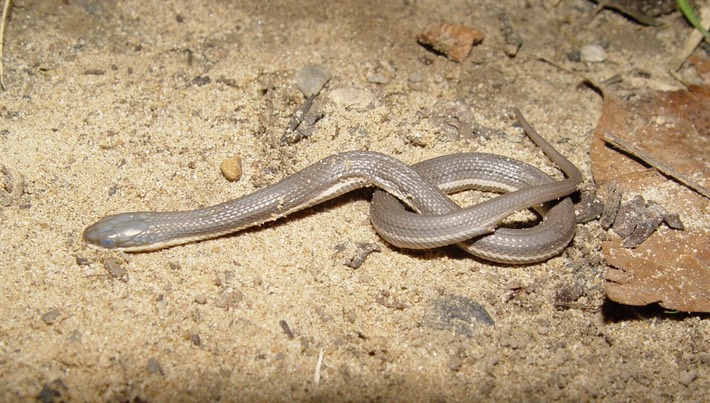 Queensnake Cherokee NF Polk County.jpg