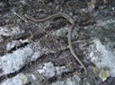 Queensnake Old Stone Fort Arch. Park 2.jpg