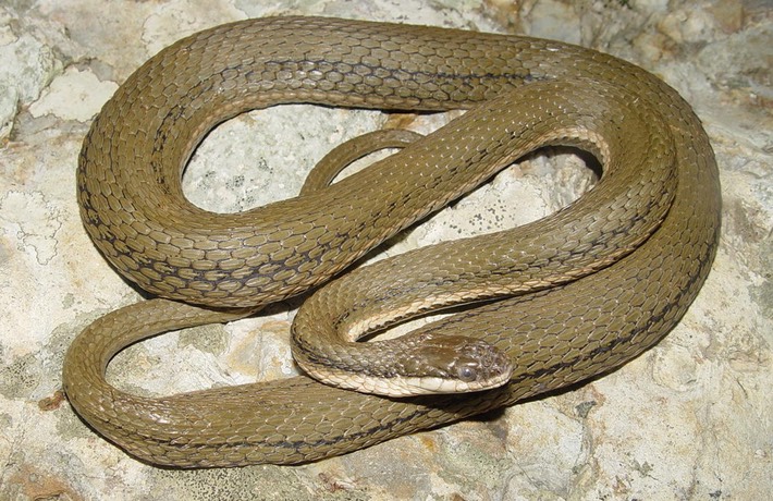 Queensnake Old Stone Fort Arch. Park 1.jpg