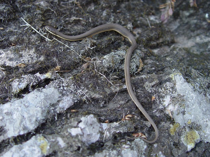 Queensnake Old Stone Fort Arch. Park 2.jpg