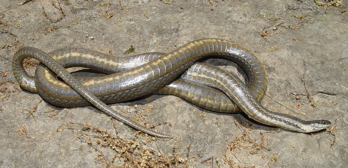 Queensnake SRNB 1.jpg