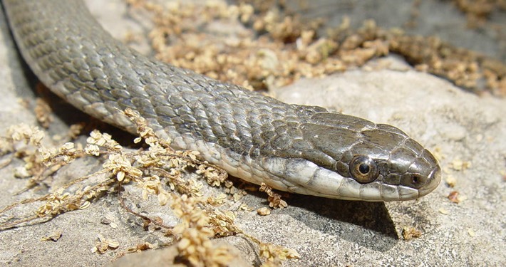 Queensnake SRNB 2.jpg