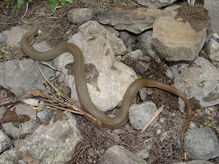 Queensnake SRNB 3.jpg